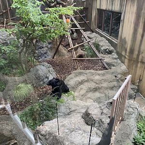 Japanese Black Bear