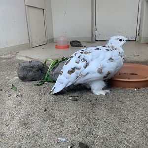 Svalbard Rock Ptarmigan