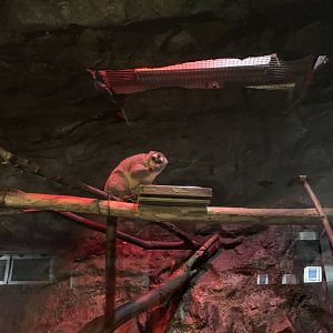 Northern Night Monkey