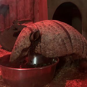 Six-banded Armadillo