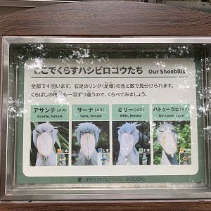 Shoebill Sign