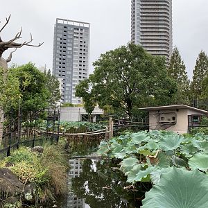 Ring-tailed Lemur Exhibit