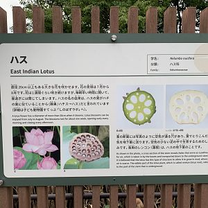 Lotus Sign