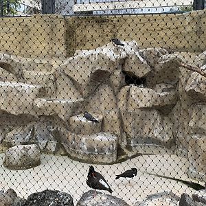Inca Tern and Eurasian Oystercatcher