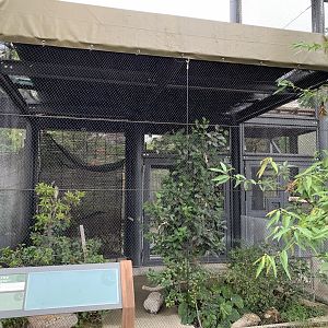 Black-crowned Night-heron Exhibit