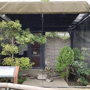 Japanese Night-heron Exhibit