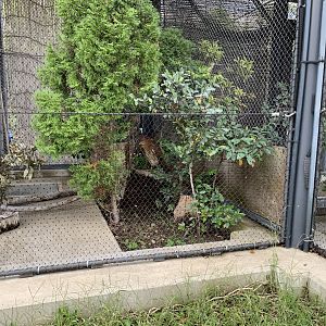 Japanese Night-heron