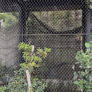 Black-crowned Night-heron