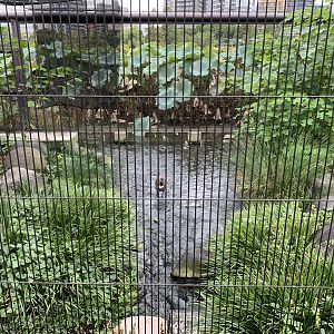 Aleutian Canada Goose