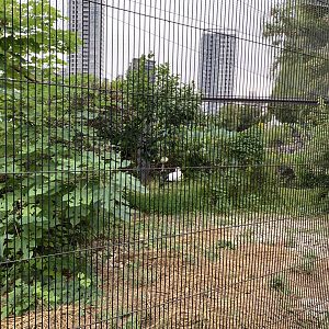 Oriental White Stork