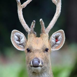 Deer ID - Réserve zoologique de la Haute-Touche