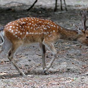 Sika Deer subspecies ID - Réserve zoologique de la Haute-Touche