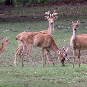 Deer ID - Réserve zoologique de la Haute-Touche