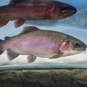 Steelhead Trout (Oncorhynchus mykiss irideus)