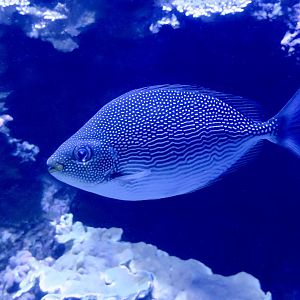 Streaked Spinefoot ((Siganus javus)