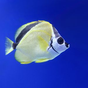 Blacknose Butterflyfish ((Johnrandallia nigrirostris)