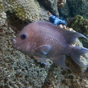 Giant Damselfish (Microspathodon dorsalis)