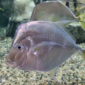 Mexican Lookdown (Selene brevoortii)