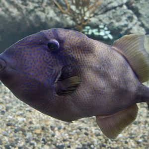 Stone Triggerfish (Pseudobalistes naufragium)