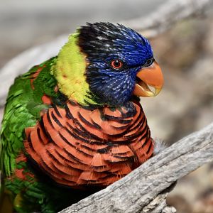 Coconut Lorikeet (Trichoglossus haematodus)