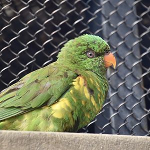 Scaly-Breasted Lorikeet (Trichoglossus chlorolepidotus)