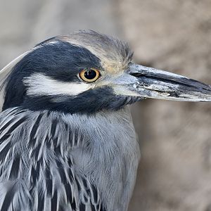 Yellow-Crowned Night Heron ((Nyctanassa violacea)