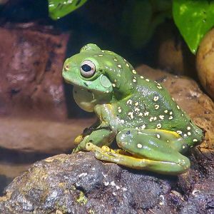 Magnificent Tree Frog (Ranoidea splendida)