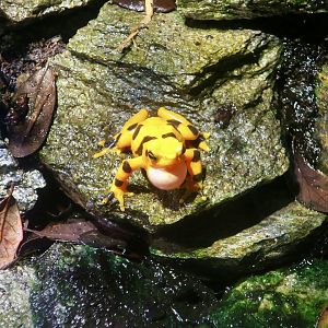 Panamanian Golden Frog (Atelopus zeteki)