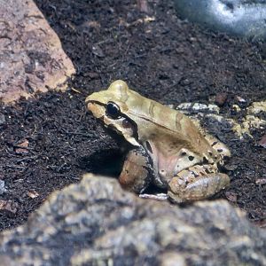 Smoky Jungle Frog (Leptodactylus pentadactylus)