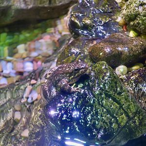 Southern Mountain Yellow-Legged Frog (Rana muscosa)