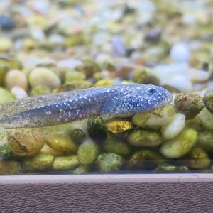 Southern Mountain Yellow-Legged Frog (Rana muscosa) tadpole
