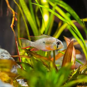 Bolivian Ram (Amazon Spheres)