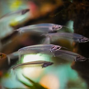 Asian Glass Catfish (Amazon Spheres)