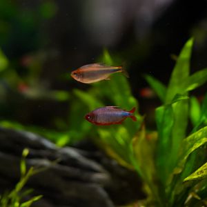 Blueberry Tetras (Amazon Spheres)