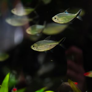 Black Line Tail Tetras (Amazon Spheres)