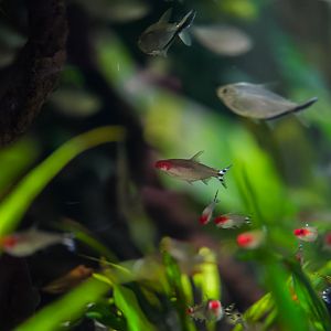Rummynose Tetras (Amazon Spheres)