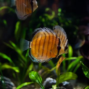 Green Discus (Amazon Spheres)