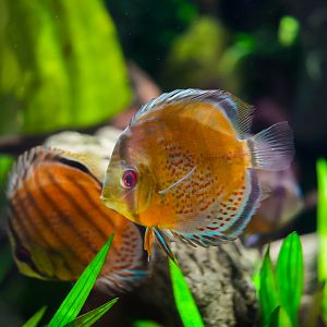 Green Discus (Amazon Spheres)