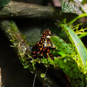Koe-koe Poison Dart Frog (Amazon Spheres)