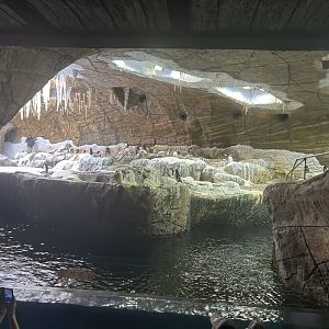 Land of the Cold - Antarctic Penguin Exhibit