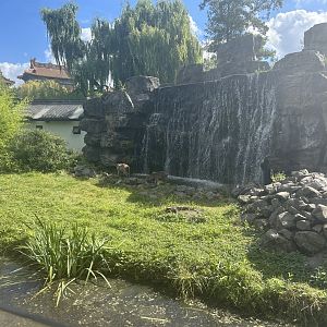 Middle Kingdom - Japanese Macaque Exhibit