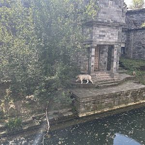 Kingdom of Ganesha - White Tiger Exhibit