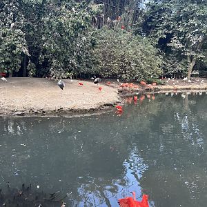 Large Walkthrough Aviary