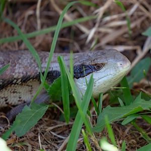 Eastern Bluetongue