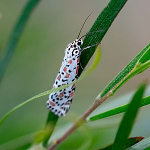 Tiger Moth (Utetheisa spp)