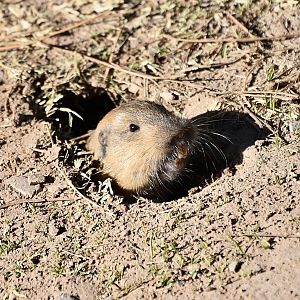 Fulvous Pocket Gopher (Megascapheus fulvus)