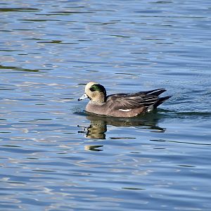 American Wigeon (Mareca americana) male