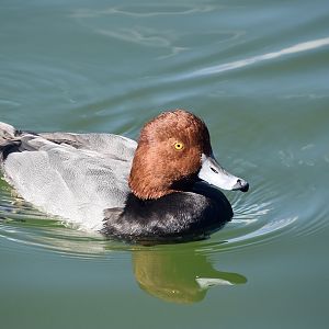 Redhead (Aythya americana) male