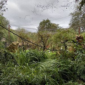 Squirrel monkey + stork outdoor exhibit