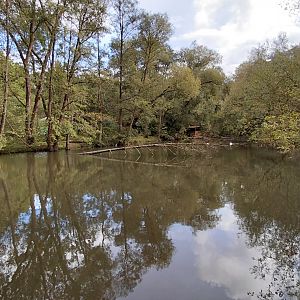 Swan + capybara pond